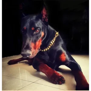 15mm Strong Dog Chain Cuban Gold Stainless Steel Collar For Big Or Small Dogs P-Chain Choker For Dogs Pitbulls