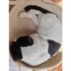 my-11134207-820lg-mmwxzd0c4269c6.webp Pet Bed, Rattan Cat Bed, Woven Cat Bed, Woven Pet Bed, Cat Bed, Dog Bed, Cat Scratching Board