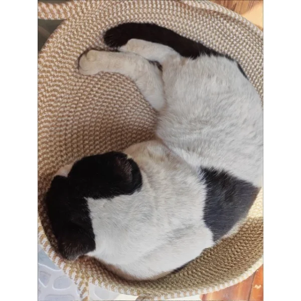 my-11134207-820lg-mmwxzd0c4269c6.webp Pet Bed, Rattan Cat Bed, Woven Cat Bed, Woven Pet Bed, Cat Bed, Dog Bed, Cat Scratching Board