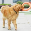 1pc Orange Dog Flying Disc – EVA Interactive Training Ring Puller